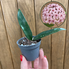 Kép betöltése a galériamegjelenítőbe: Hoya minibelle - Tropical Home
