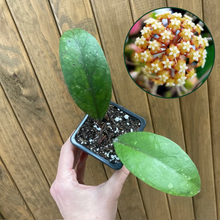 Kép betöltése a galériamegjelenítőbe: Hoya sp. Aceh splash - Tropical Home