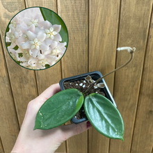 Kép betöltése a galériamegjelenítőbe: Hoya vangviengiensis - Tropical Home