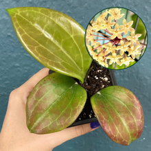 Kép betöltése a galériamegjelenítőbe: Hoya quinquenervia - Tropical Home