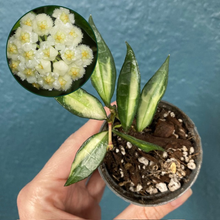 Kép betöltése a galériamegjelenítőbe: Hoya lacunosa variegata - Saját szaporítás - Tropical Home