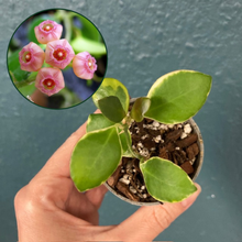 Kép betöltése a galériamegjelenítőbe: Hoya heuschkeliana albomarginata - Saját szaporítás - Tropical Home