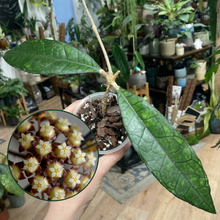 Kép betöltése a galériamegjelenítőbe: Hoya finlaysonii "Long leaf" - Saját szaporítás