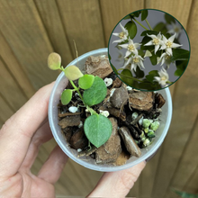 Kép betöltése a galériamegjelenítőbe: Hoya IM08 (sp. mini Papua) - Saját szaporítás - Tropical Home