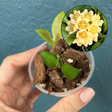 Kép betöltése a galériamegjelenítőbe: Hoya "Noona" yellow - Saját szaporítás - Tropical Home