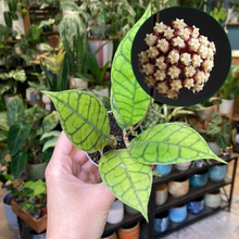 Kép betöltése a galériamegjelenítőbe: Hoya callistophylla 6cm - Tropical Home