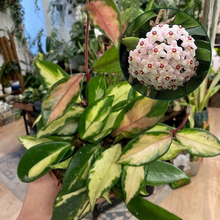 Kép betöltése a galériamegjelenítőbe: Hoya carnosa "Krimson Princess" - Húsos viaszvirág - Tropical Home
