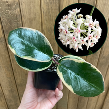 Kép betöltése a galériamegjelenítőbe: Hoya australis albomarginata "Blondie" - Viaszvirág - Tropical Home