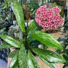 Kép betöltése a galériamegjelenítőbe: Hoya pubicalyx splash - Viaszvirág - Tropical Home