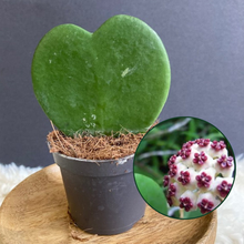 Kép betöltése a galériamegjelenítőbe: Hoya kerrii - Tropical Home