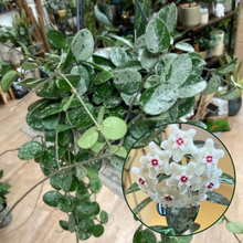 Kép betöltése a galériamegjelenítőbe: Hoya mathilde "Splash" - Viaszvirág - Wax plant - Tropical Home