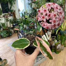 Kép betöltése a galériamegjelenítőbe: Hoya carnosa "Flamingo dream"- Húsos viaszvirág - Tropical Home