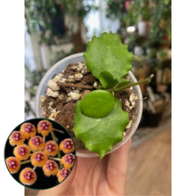 Kép betöltése a galériamegjelenítőbe: Hoya endauensis - Saját szaporítás - Tropical Home