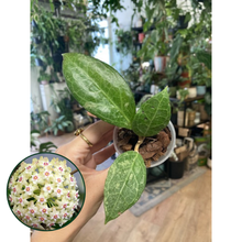 Kép betöltése a galériamegjelenítőbe: Hoya verticillata "Wayang splash" - Saját szaporítás - Tropical Home
