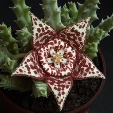 Kép betöltése a galériamegjelenítőbe: Stapelia (Orbea) variegata - Tarka dögvirág - Tropical Home