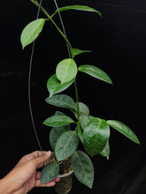 Kép betöltése a galériamegjelenítőbe: Hoya piestolepis - Saját szaporítás - Tropical Home