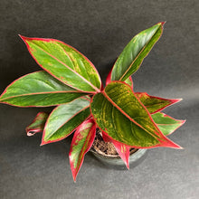 Kép betöltése a galériamegjelenítőbe: Aglaonema "Crete" - Rákvirág - Chinese Evergreen - Tropical Home
