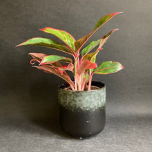 Kép betöltése a galériamegjelenítőbe: Aglaonema "Crete" - Rákvirág - Chinese Evergreen - Tropical Home