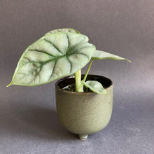 Kép betöltése a galériamegjelenítőbe: Alocasia "Silver dragon" kicsi - Tropical Home