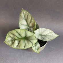 Kép betöltése a galériamegjelenítőbe: Alocasia "Silver dragon" kicsi - Tropical Home