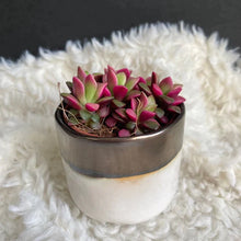 Kép betöltése a galériamegjelenítőbe: Anacampseros rufescens - Sunrise succulent - Tropical Home