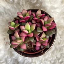 Kép betöltése a galériamegjelenítőbe: Anacampseros rufescens - Sunrise succulent - Tropical Home
