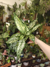 Kép betöltése a galériamegjelenítőbe: Aglaonema "White kiwi" - Rákvirág - Chinese Evergreen - Tropical Home