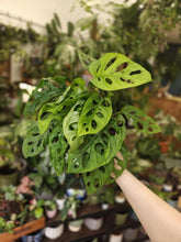 Kép betöltése a galériamegjelenítőbe: Monstera adansonii - Monstera "Monkey leaf" - Swiss cheese vine - Tropical Home