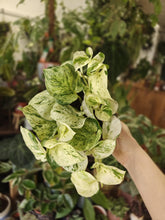 Kép betöltése a galériamegjelenítőbe: Epipremnum aureum "Happy leaf" - "Happy leaf" / “Manjula” szobafutóka - Tropical Home