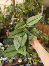 Kép betöltése a galériamegjelenítőbe: Scindapsus treubii "Moonlight" - Tropical Home