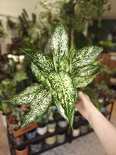Kép betöltése a galériamegjelenítőbe: Aglaonema "White kiwi" - Rákvirág - Chinese Evergreen - Tropical Home