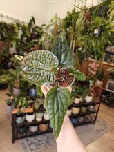 Kép betöltése a galériamegjelenítőbe: Anthurium luxurians x radicans 2. - Tropical Home