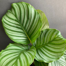 Kép betöltése a galériamegjelenítőbe: Calathea orbifolia - Zebralevél - Tropical Home