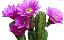 Kép betöltése a galériamegjelenítőbe: Echinocereus viereckii subs. morricalii - Tropical Home