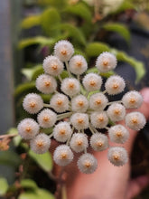 Kép betöltése a galériamegjelenítőbe: Hoya lacunosa csomag - "Variegeta" és "Asami" - LIMITÁLT SZÁMBAN - Saját szaporítás - Tropical Home