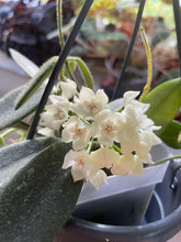 Kép betöltése a galériamegjelenítőbe: Hoya thomsonii - Tropical Home