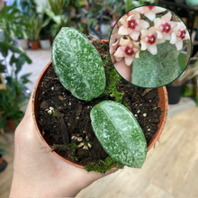 Kép betöltése a galériamegjelenítőbe: Hoya carnosa "Grey ghost" - Tropical Home