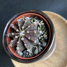 Kép betöltése a galériamegjelenítőbe: Gymnocalycium friedrichii kaspóval - Tropical Home