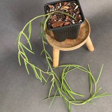Kép betöltése a galériamegjelenítőbe: Hoya linearis - Tropical Home