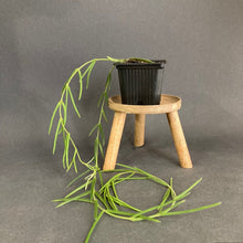 Kép betöltése a galériamegjelenítőbe: Hoya linearis - Tropical Home