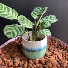 Kép betöltése a galériamegjelenítőbe: Agyaggolyó 8-16mm - LECA 8-16mm - Tropical Home