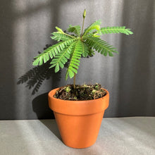 Kép betöltése a galériamegjelenítőbe: Biophytum Sensitivum - Little tree - Tropical Home