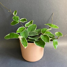 Kép betöltése a galériamegjelenítőbe: Hoya carnosa "Krimson Queen" - Húsos viaszvirág - Tropical Home