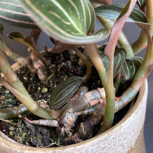 Kép betöltése a galériamegjelenítőbe: Ludisia discolor - Ékszerorchidea - Jewel orchid - Tropical Home