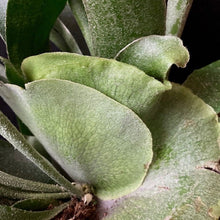 Kép betöltése a galériamegjelenítőbe: Platycerium bifurcatum - Szarvasagancs páfrány - Staghorn fern - Tropical Home