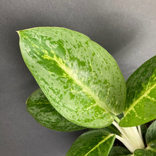 Kép betöltése a galériamegjelenítőbe: Aglaonema "Lemon mint" - Rákvirág - Chinese Evergreen - Tropical Home