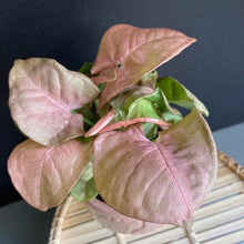 Kép betöltése a galériamegjelenítőbe: Syngonium Neon robusta - Rózsaszín nyíllevél - Arrowhead vine - Tropical Home