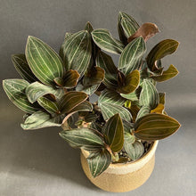 Kép betöltése a galériamegjelenítőbe: Ludisia discolor - Ékszerorchidea - Jewel orchid - Tropical Home