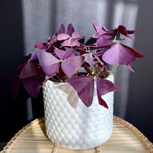 Kép betöltése a galériamegjelenítőbe: Oxalis ikigai "Mijke" - Háromszöglevelű madársóska - Tropical Home