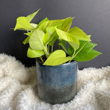 Kép betöltése a galériamegjelenítőbe: Epipremnum aureum "Neon" - Neon szobafutóka - Tropical Home